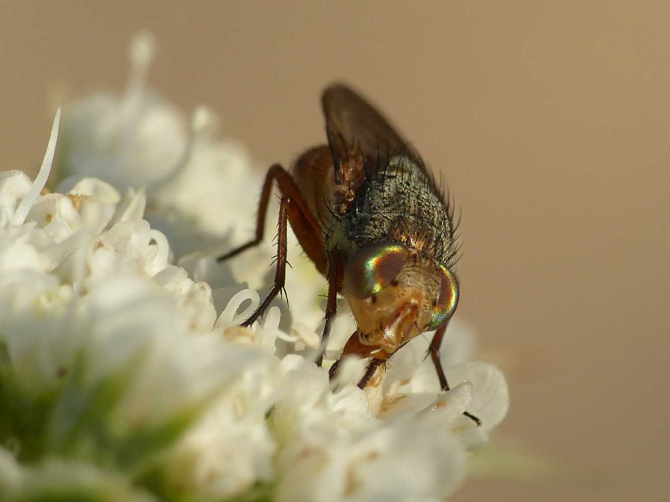 Femmina di Rhyncomya impavida o italica (Calliphoridae)